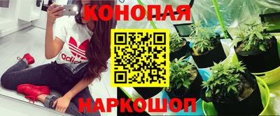 гашишное масло Гусев